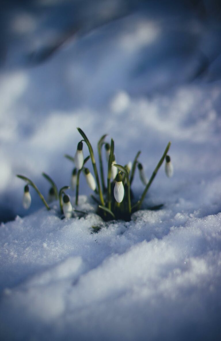 white petaled flower on snow surface