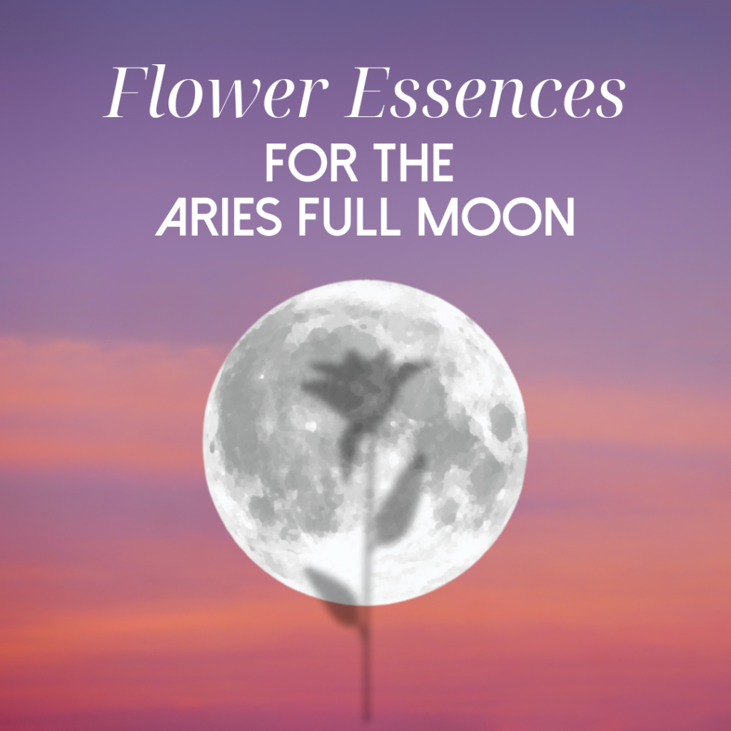 Flower Essences For The Aries Full Moon